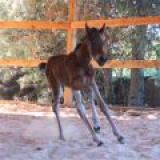 KR RED SKIPS CARRIE -- 3-4-quarter-horse
