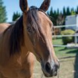 LADY GOLDIE (EL DŽÍ)--Americký Quarter Horse + Anglický plnokrvník - kobyla